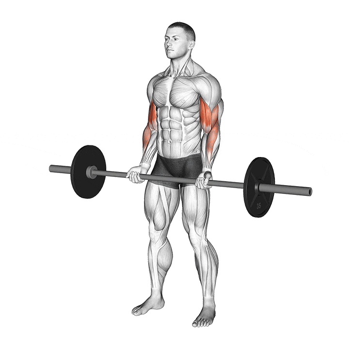 Biceps Workouts