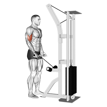 Biceps Workouts