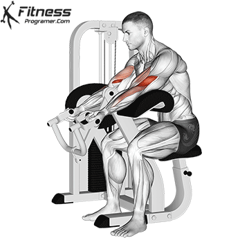 Biceps Workouts