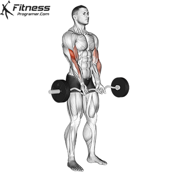 Biceps Workouts