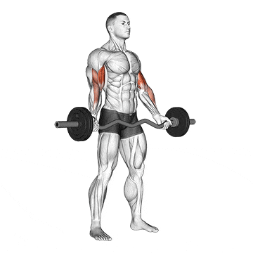 Biceps Workouts