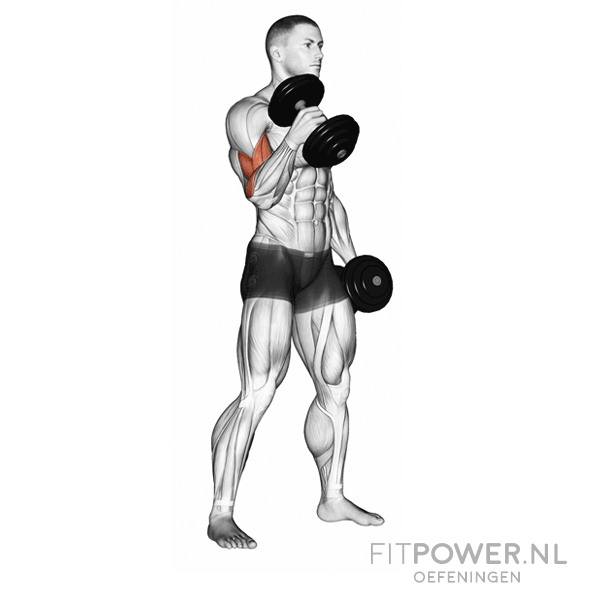Biceps Workouts