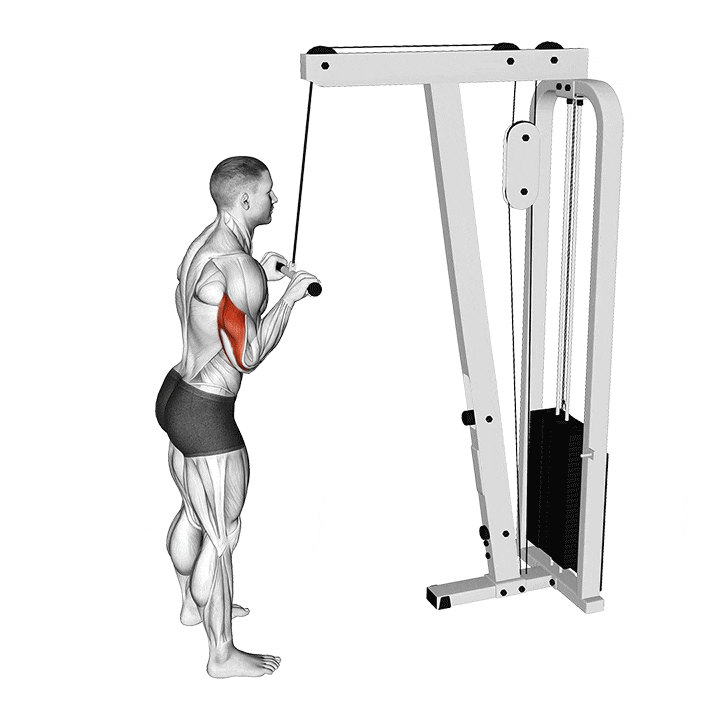 Triceps bar pushdown