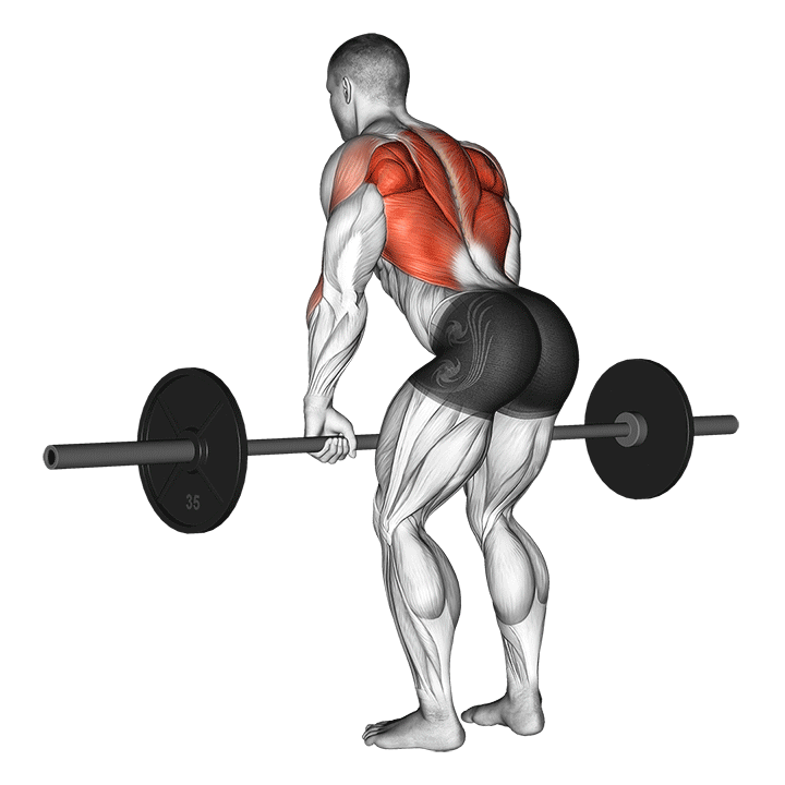 Back Workouts